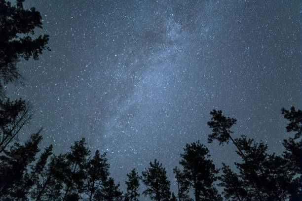 istock view to a starry sky with milky way from a forest glade with tree silhouette, beautiful night outdoor background 1273440029