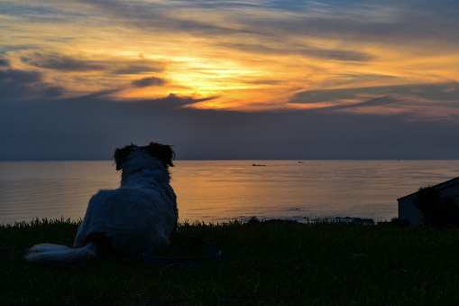 a photography of a dog overlooking a beautiful sunset over the ocean while lying on a hill. Mesmerised by the beauty that is on offer