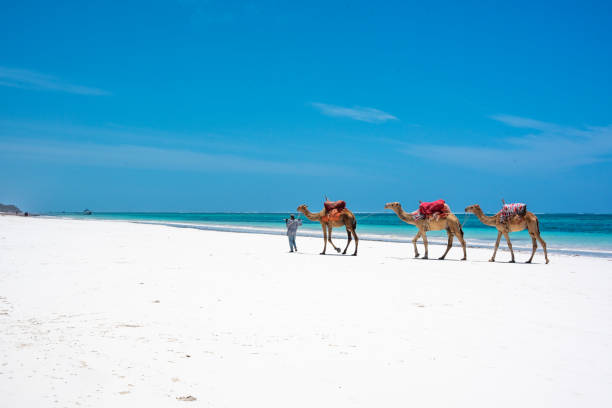 tutto tranquillo sulla spiaggia di diani - kenya foto e immagini stock