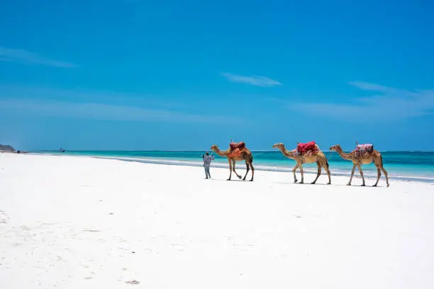 camel ride wandering around without customers in Mombasa, Kenya as Covid-19 continues to grip Africa.