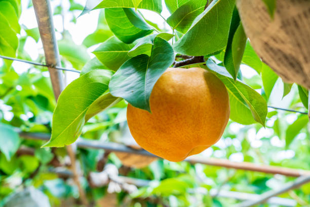 istock Pear farm in Okayama,Japan 1273442730