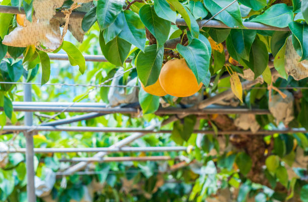 istock Pear farm in Okayama,Japan 1273442731