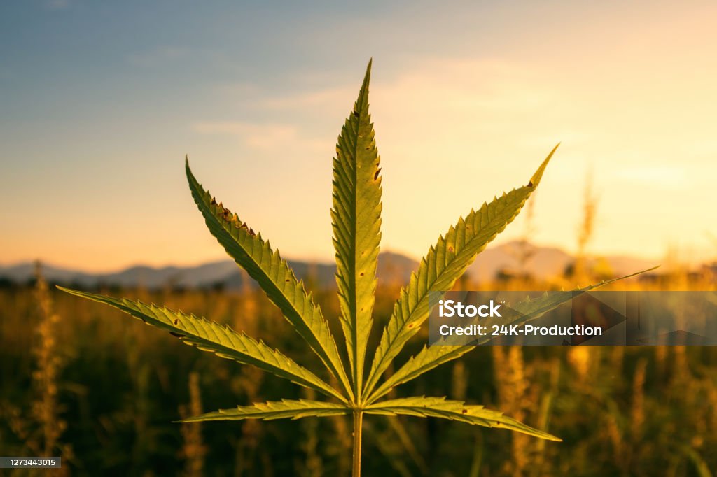 Hemp plants on field Hemp or Marijuana plants growing on sunshine at farm field. Addiction Stock Photo