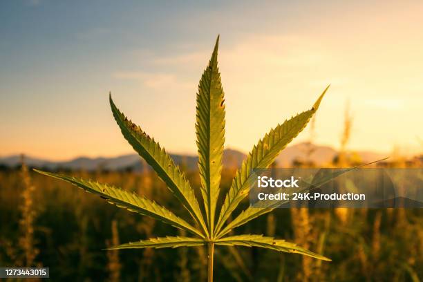 Hemp Plants On Field Stock Photo - Download Image Now - Addiction, Agricultural Field, Agriculture