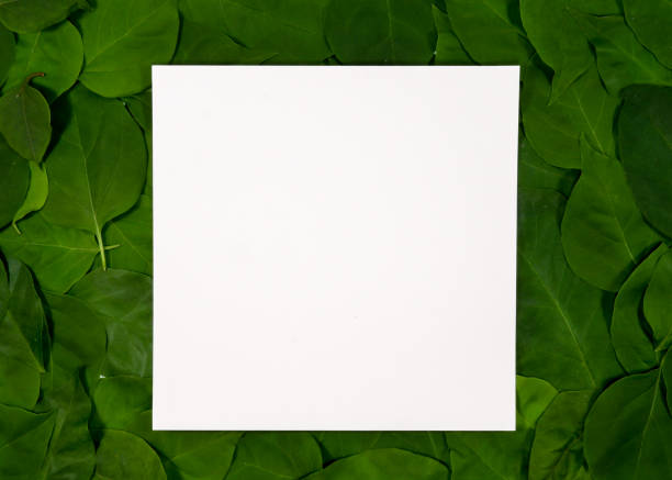 istock White paper note on green leaves background 1273443810