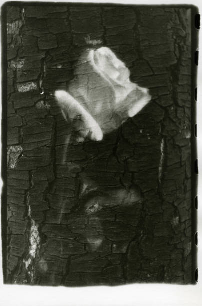istock Rose and birch bark in one shot. 1273443844