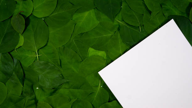 istock White paper note on green leaves background 1273443948