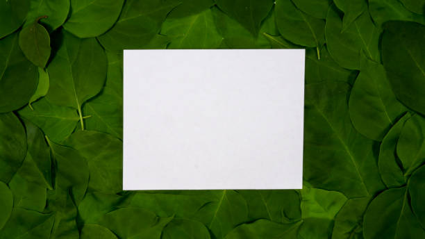 istock White paper note on green leaves background 1273443953