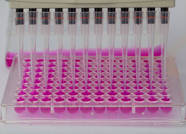 istock Scientist holding a 96 well plate with samples for biological analysis / Researcher pipetting samples of liquids in microplate for biomedical research 1273444053