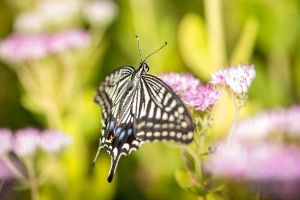 Papilio xuthus Linnaeus, A butterfly is on a flower
