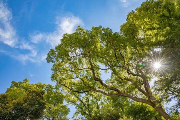istock Fresh green trees and blue sky 1273444699