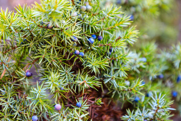 istock juniper (Juniperus) tree isolated on a white . Branch of juniper. 1273444807