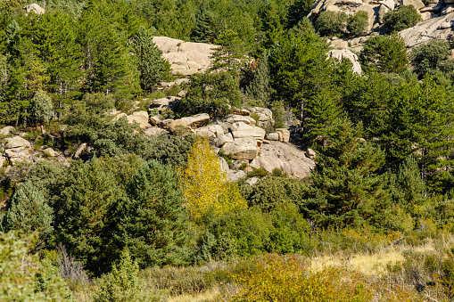 Trees and vegetation among the granite rocks in the La Pedriza area in the mountains of Madrid.