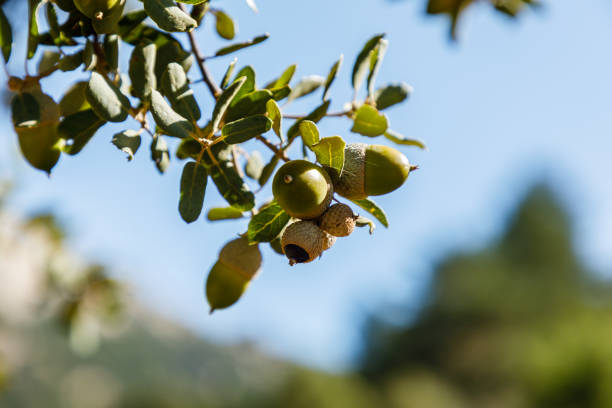 istock Fruit of an Oak tree ripe in autumn, on a sunny day 1273444977