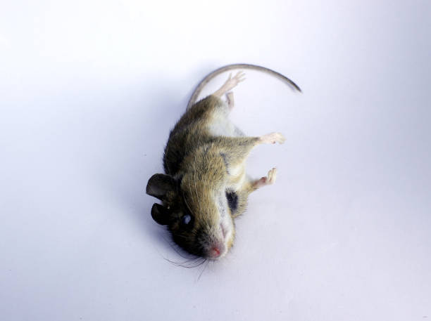 dead house mouse, photo on white background. - dead animal mouse dead body death imagens e fotografias de stock