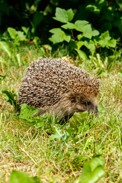 istock West european hedgehog on a green meadow 1273445184