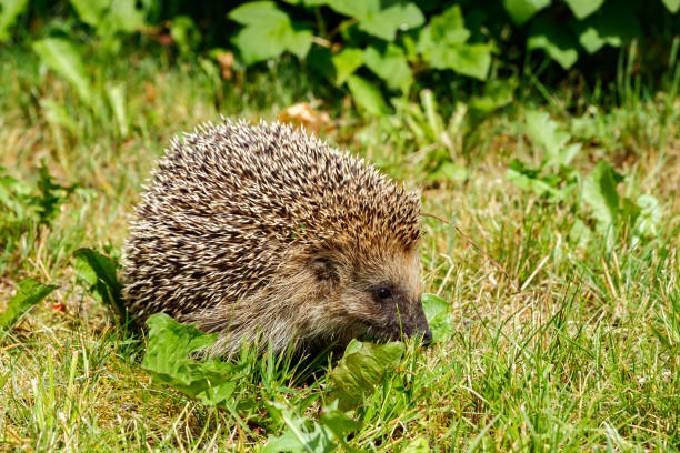 istock West european hedgehog on a green meadow 1273445204