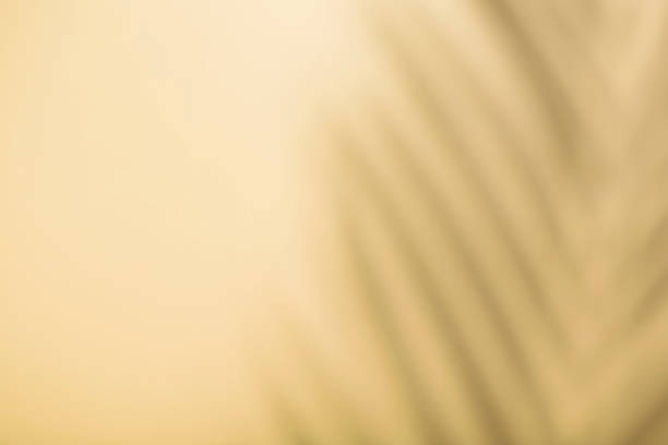 istock Shadow overlay effect. Shadows of tropical palms and leaves on a  wall in sunlight. Soft sunshine effect 1273445908