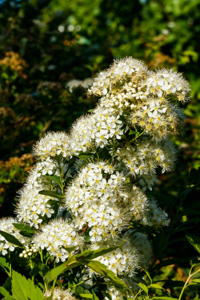 istock Blooming bush of spirea. Spring time. Spirea blossom 1273446085