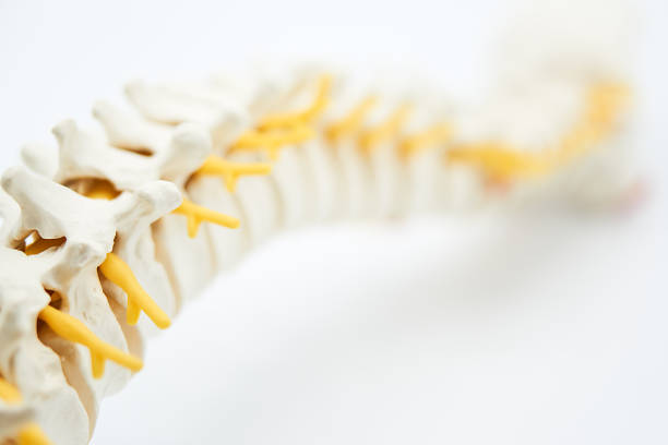 fotografii de stoc, fotografii și imagini scutite de redevențe cu coloană vertebrală - spate de animal