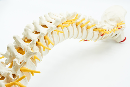espina dorsal photo