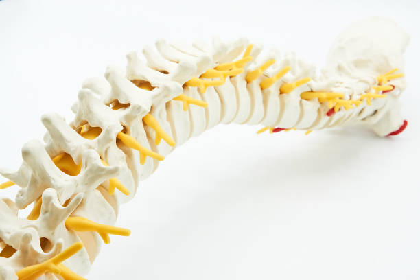 fotografii de stoc, fotografii și imagini scutite de redevențe cu coloană vertebrală - spate de animal