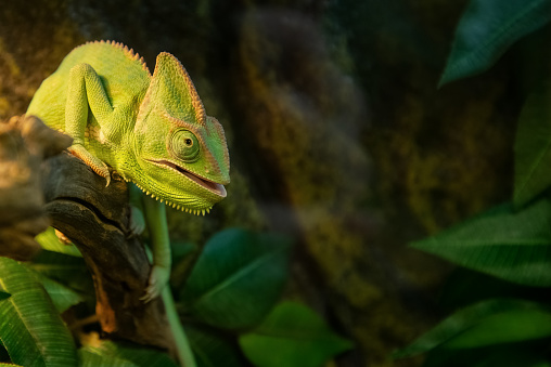 Cute chameleon with its mouth open sits on branch