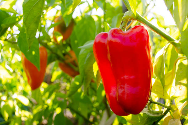 istock Red pepper close-up on a plant. Red pepper field, harvesting. 1273448040