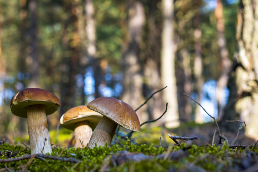 Three cep mushrooms grows in wood. Beautiful autumn season porcini in forest. Edible mushrooms raw food. Vegetarian natural meal