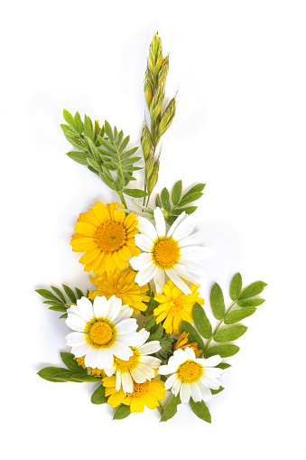 yellow Chamomile wildflowers arranged on a white background