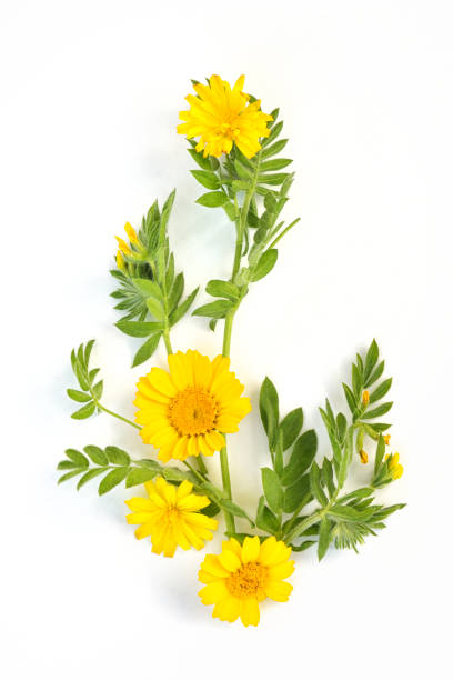 istock Chamomile wildflowers arranged on a white background 1273449012