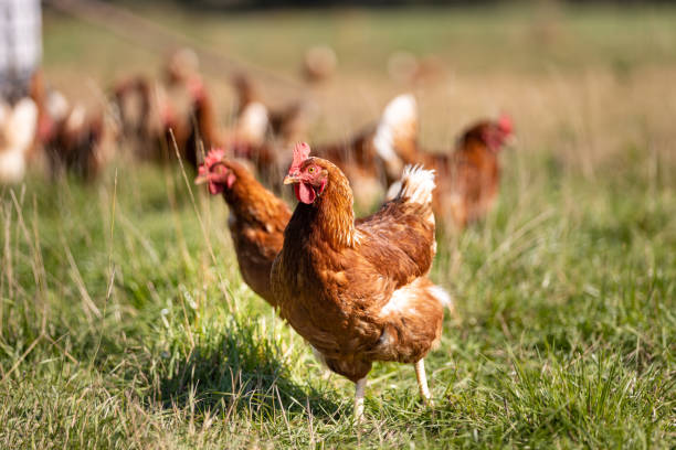 istock Free range chickens pecking in the grass, looking for food on a sunny day 1273449158
