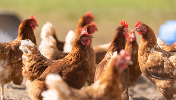 istock Free range chickens pecking in the grass, looking for food on a sunny day 1273449240