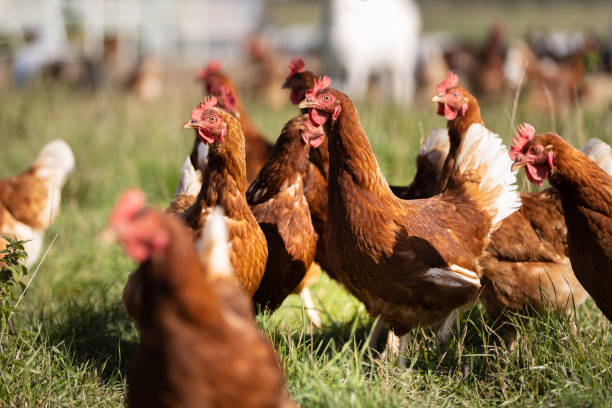 istock Free range chickens pecking in the grass, looking for food on a sunny day 1273449279