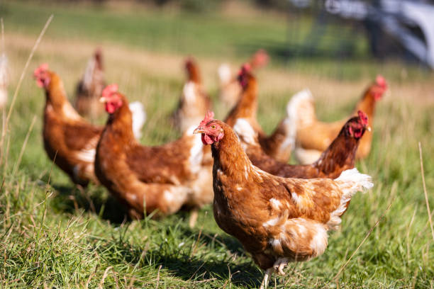 istock Free range chickens pecking in the grass, looking for food on a sunny day 1273449305