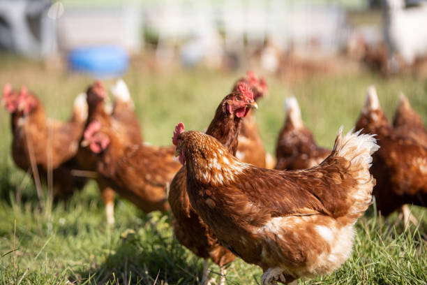 istock Free range chickens pecking in the grass, looking for food on a sunny day 1273449329