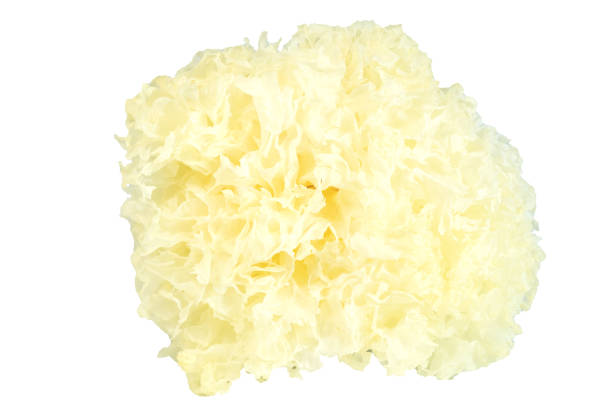 istock Dried snow fungus (Tremella fuciformis) on white background 1273449349