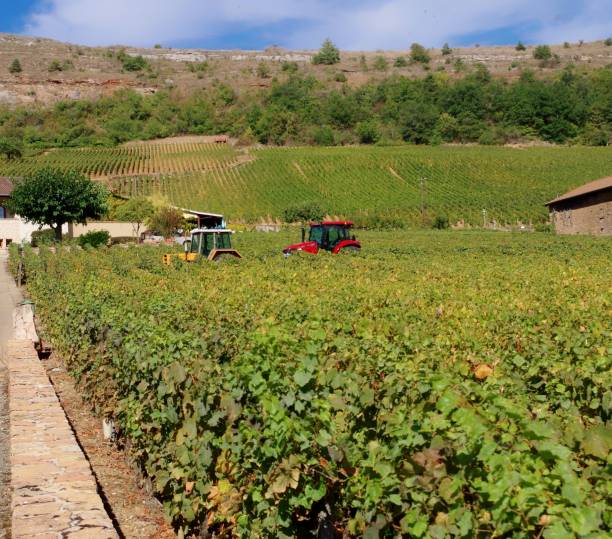 istock Dry vineyard in Burgundy 1273449381