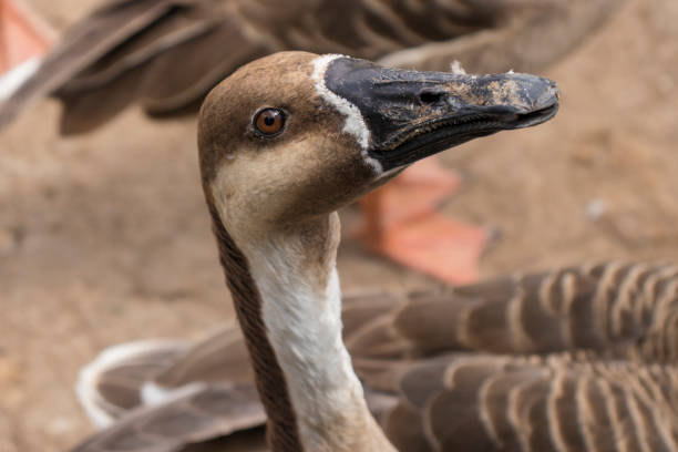 istock Goose head behind a metal fence 1273450205