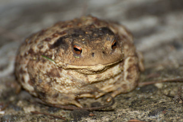 istock big frog near a lake in Romania, Bretea 1273451301