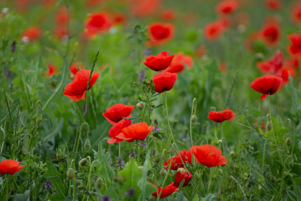 Field with poppies in Cristur, sunrise
and fog, Sieu, Bistrita, Romania, 2020 fondo, hermoso, belleza, florecer, florecer, brillante, primer plano, color, colorido, cristur sieu, campo, flora, floral, flor, niebla, jardín, verde, macro, natural, naturaleza, pétalo, planta, amapola, amapola, rojo, rumania, primavera, verano