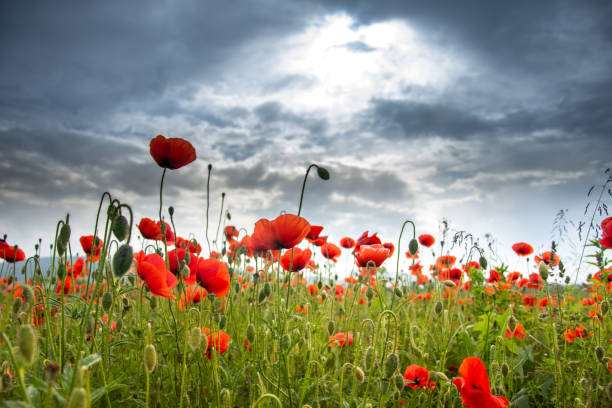 istock Field with poppies in Cristur, Sieu, Bistrita, Romania, 2020 1273452535