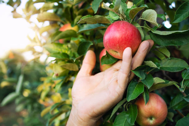istock Close up view of farmer hand picking up fruit from an apple tree in orchard. 1273452691