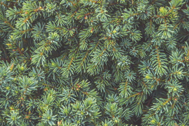 istock close-up texture of Christmas tree background 1273454339