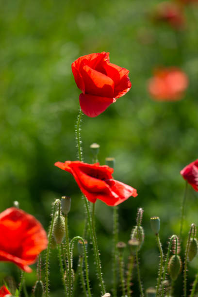 istock Field with poppies in Cristur,,Sieu, Bistrita, Romania, 2020 1273454626