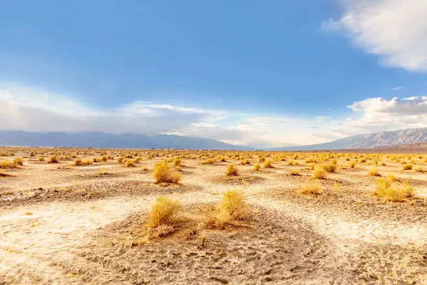 beautiful devils corn field, scenic desert plants  in the death valley desert in sunset light