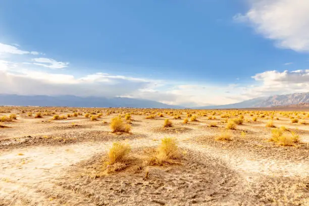 beautiful devils corn field, scenic desert plants  in the death valley desert in sunset light