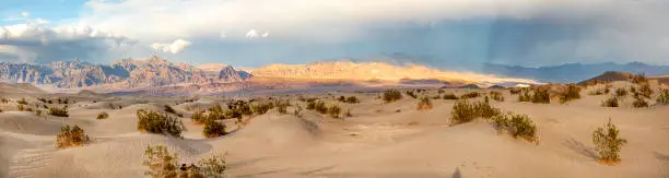 beautiful Mesquite flats in the death valley desert in sunset light