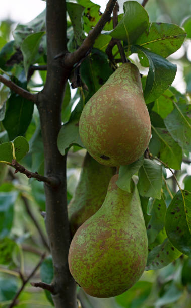 istock Conference pears, ripening in September, 2020. 1273457608