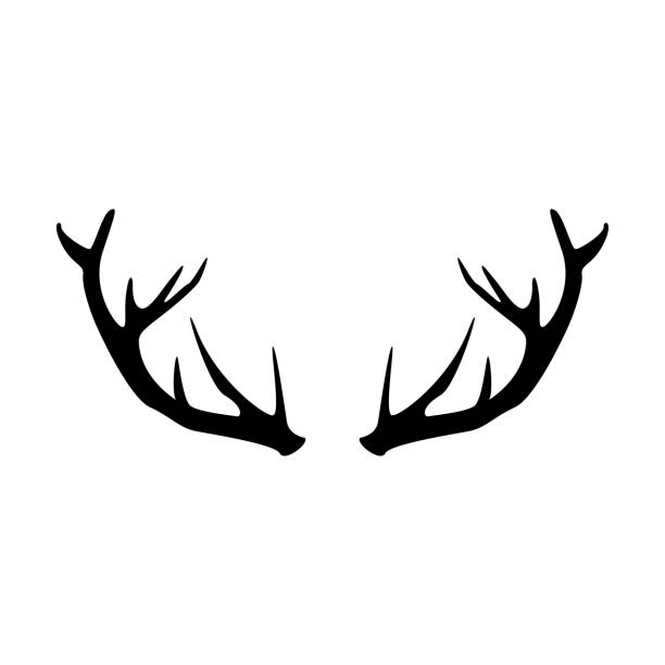 ilustraciones, imágenes clip art, dibujos animados e iconos de stock de icono vectorial de asta de ciervo. cuernos de animales aislados logotipo de silueta sobre fondo blanco. ciervo de cuello uterino bestia masculina. trofeo de caza. - deer portrait